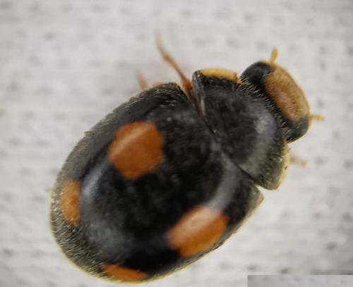 Platynaspis luteorubra